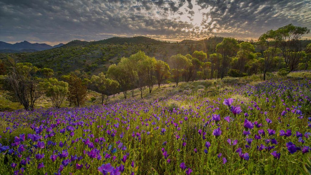 Flinders Ranges Wildflowers