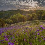 Flinders Ranges Wildflowers