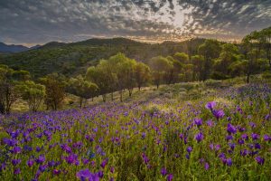 Flinders Ranges Wildflowers