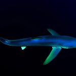 Great Blue Shark