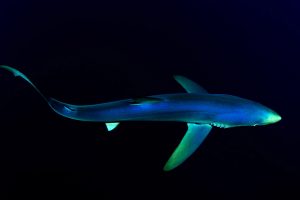 Great Blue Shark