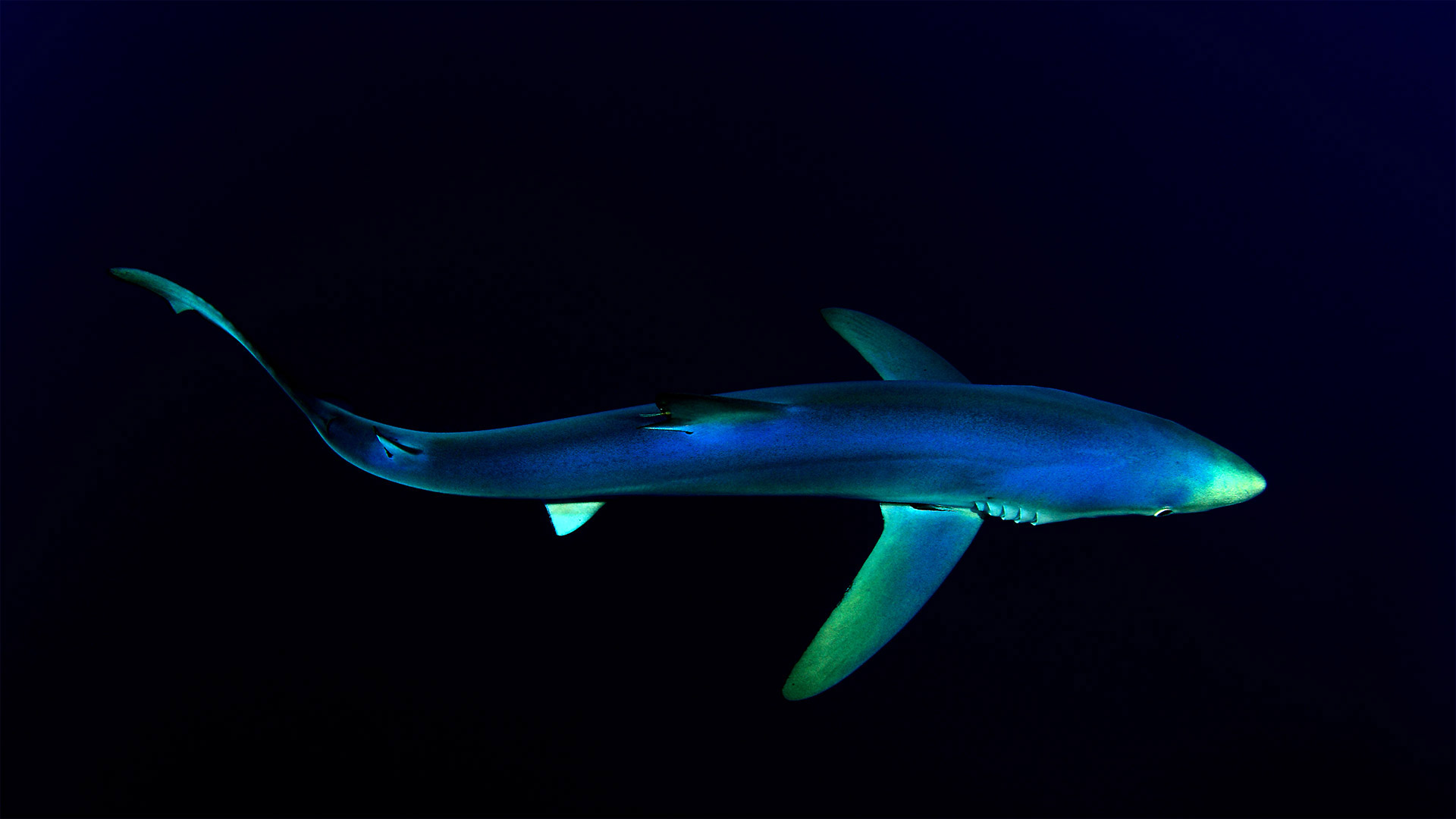 Great Blue Shark