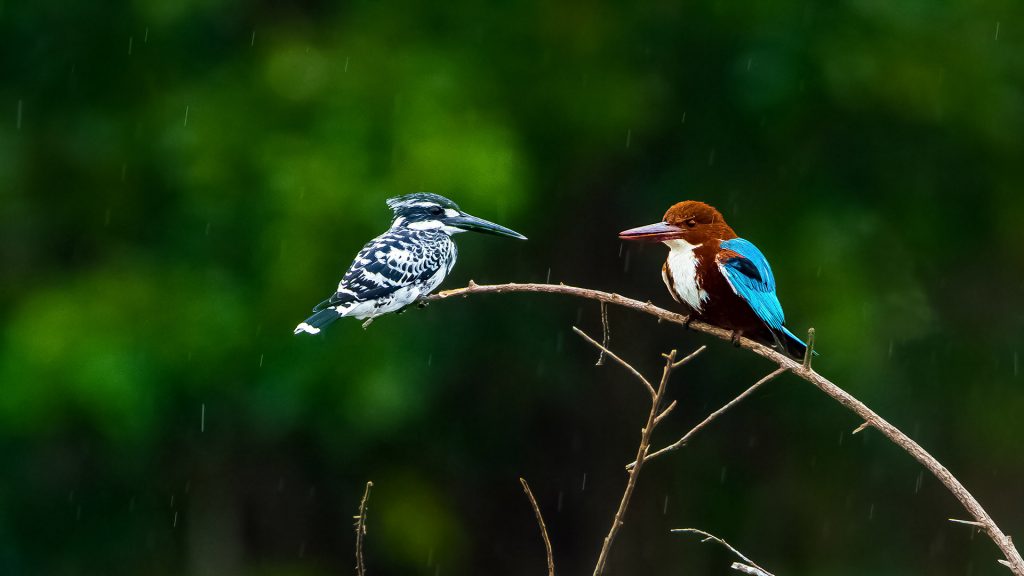 Kingfishers India