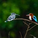 Kingfishers India