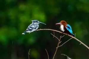 Kingfishers India