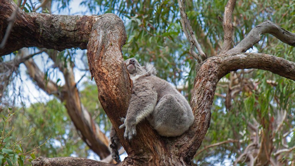 Koala Sleeping