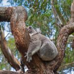 Koala Sleeping