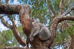 Koala Sleeping