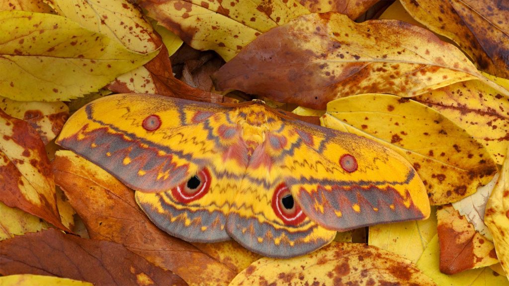 Laraganga Moth