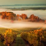 Misty Vineyard