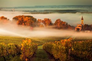 Misty Vineyard