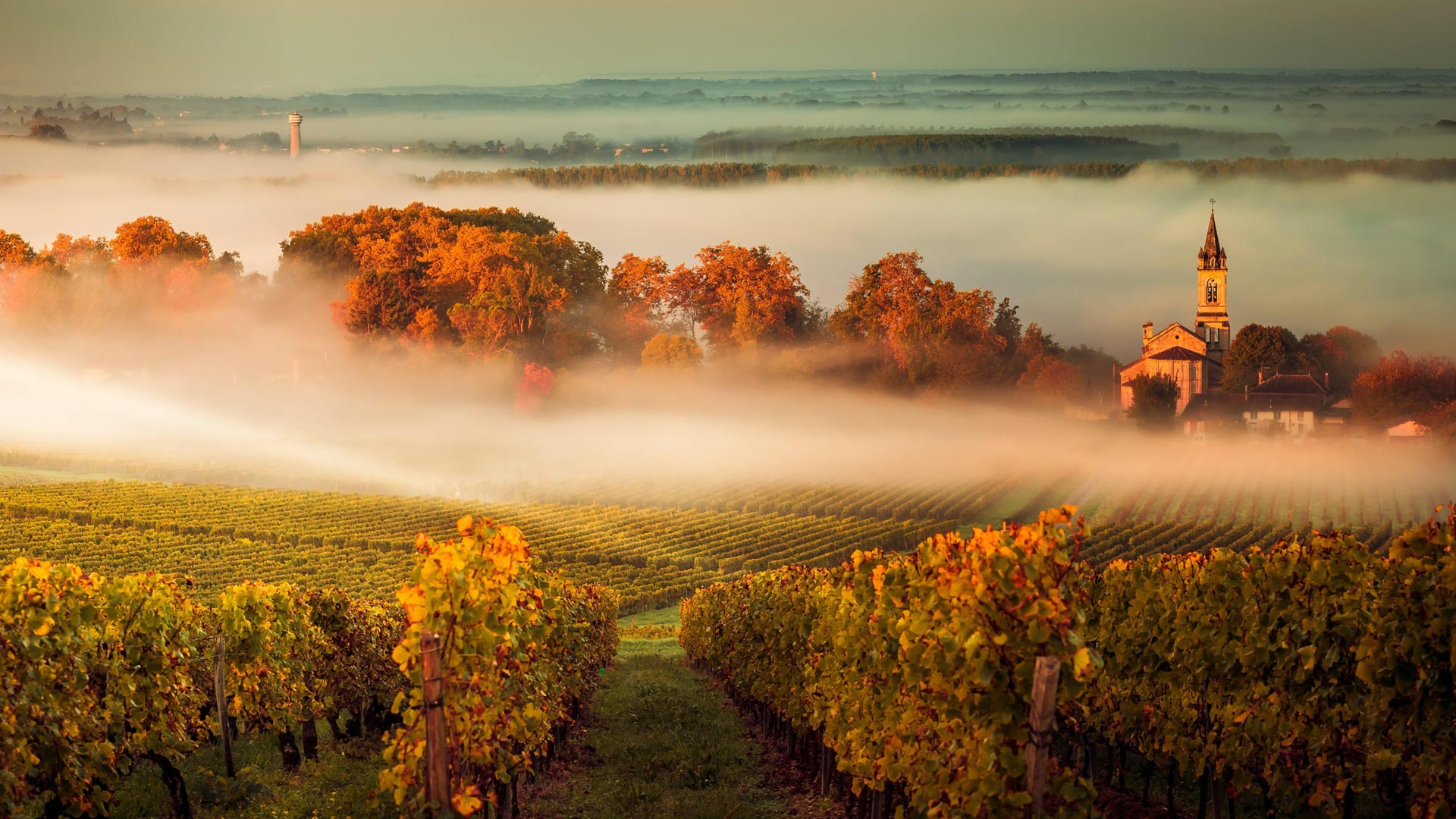 Misty Vineyard