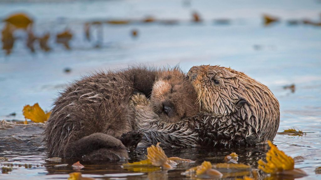 Monterey Pup