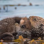 Monterey Pup