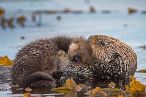 Monterey Pup