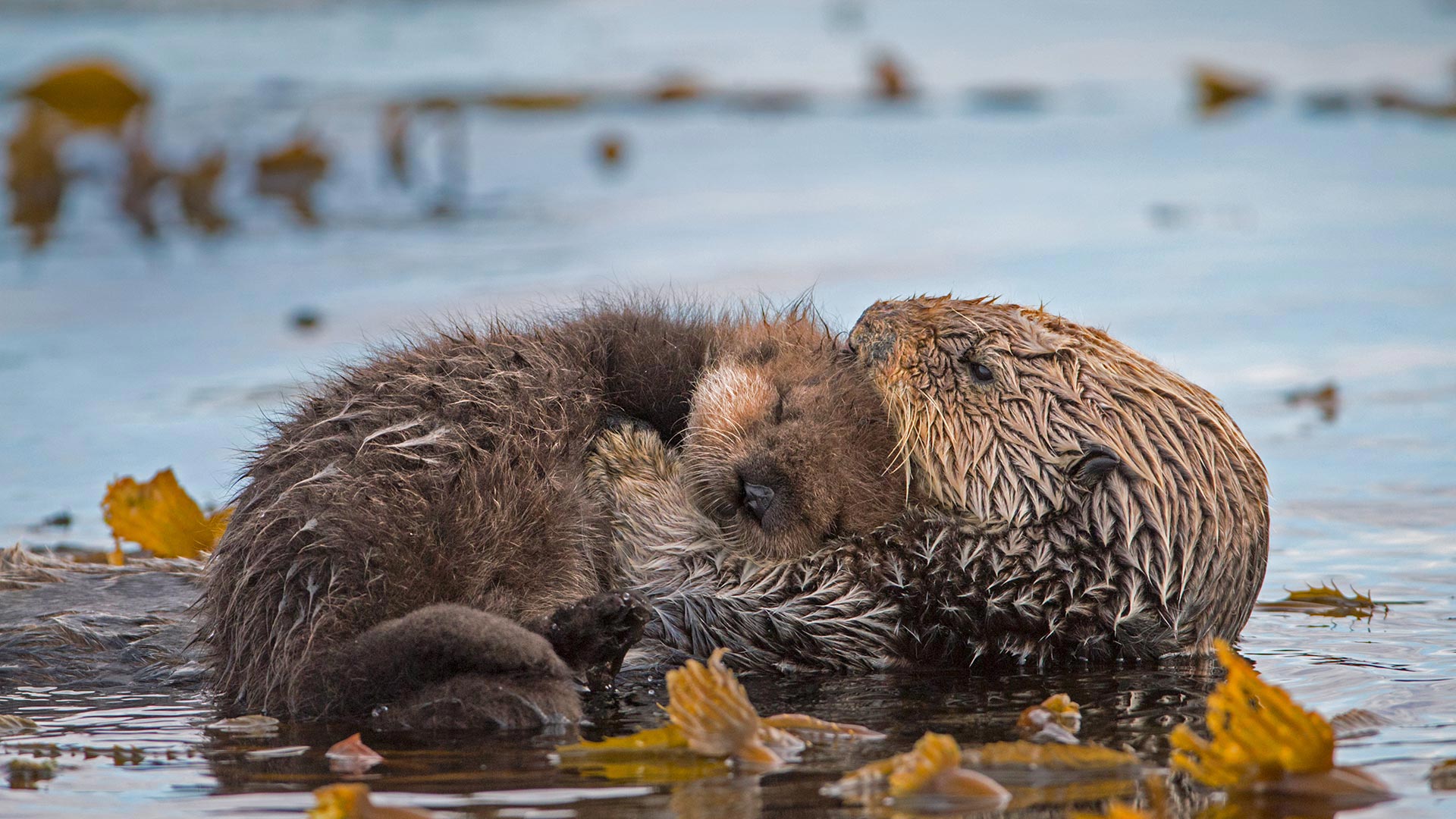 Monterey Pup – Bing Wallpaper Download