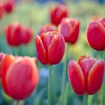 Red Tulips Floriade