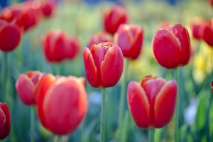 Red Tulips Floriade