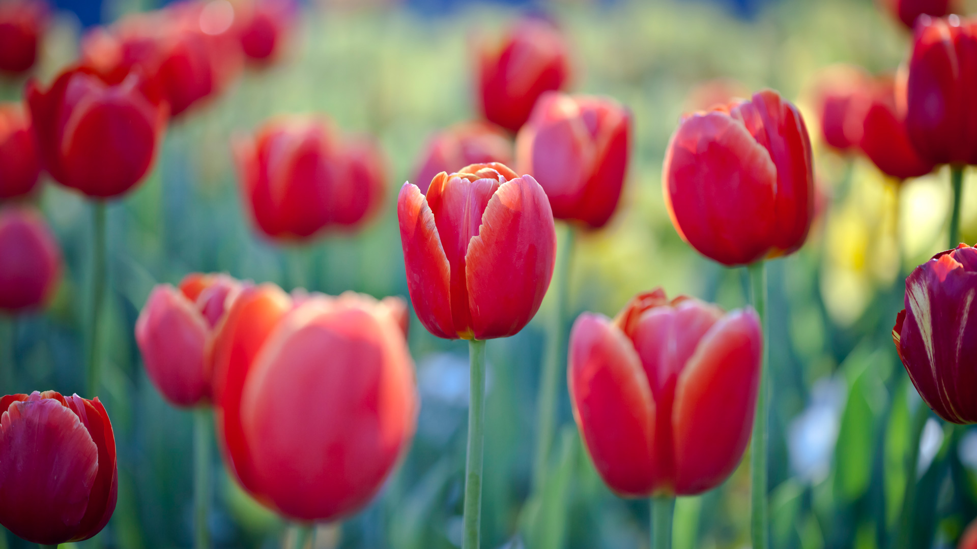 Red Tulips Floriade Bing  Wallpaper  Download