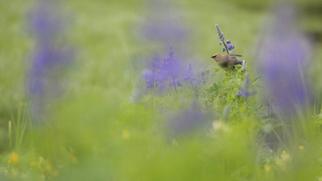 Waxwing Flower