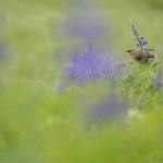 Waxwing Flower