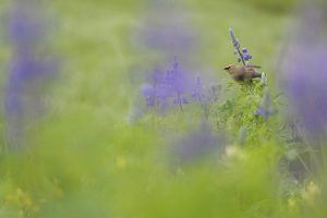 Waxwing Flower