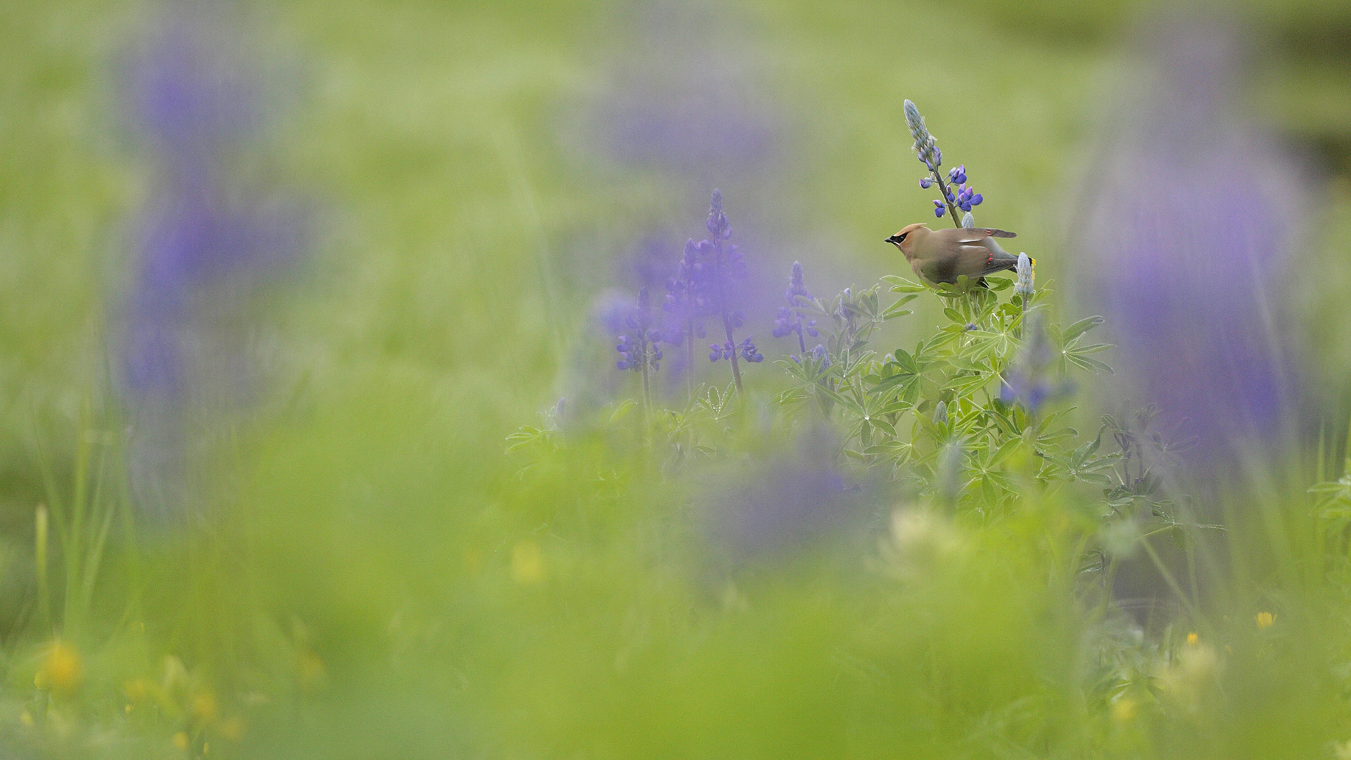 Waxwing Flower  Bing  Wallpaper  Download