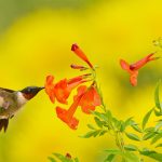 Yellow Bells