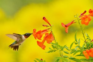 Yellow Bells