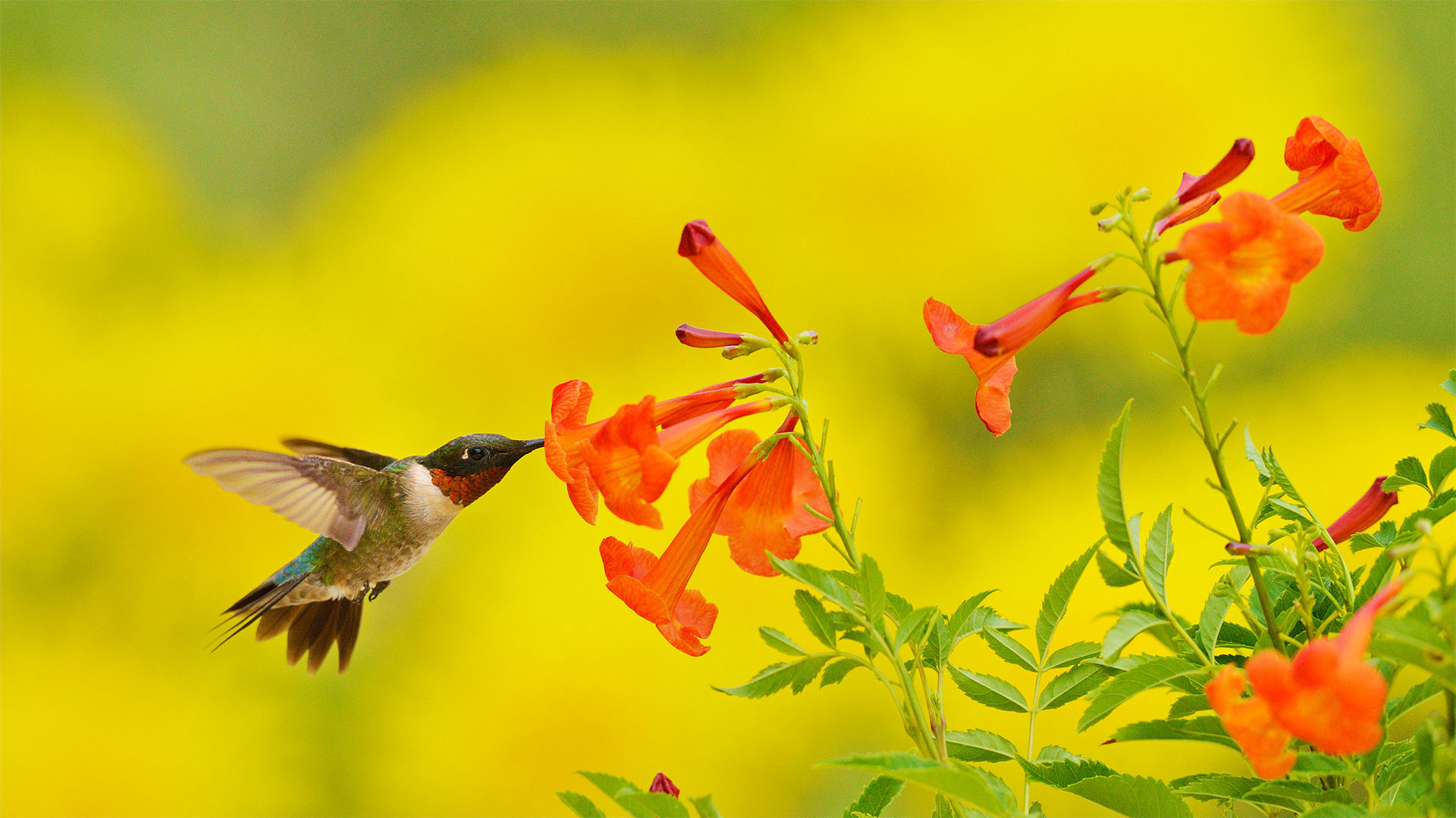 Yellow Bells