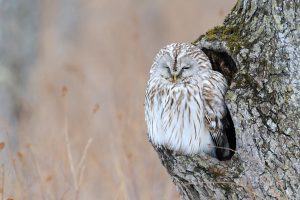 oldowl