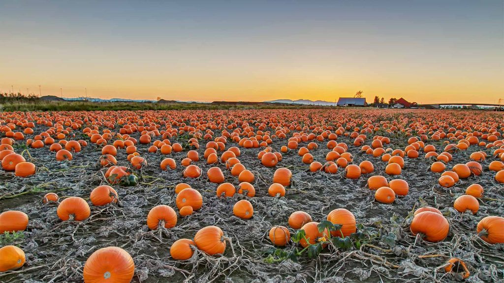 BC Pumpkins