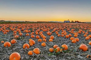 BC Pumpkins