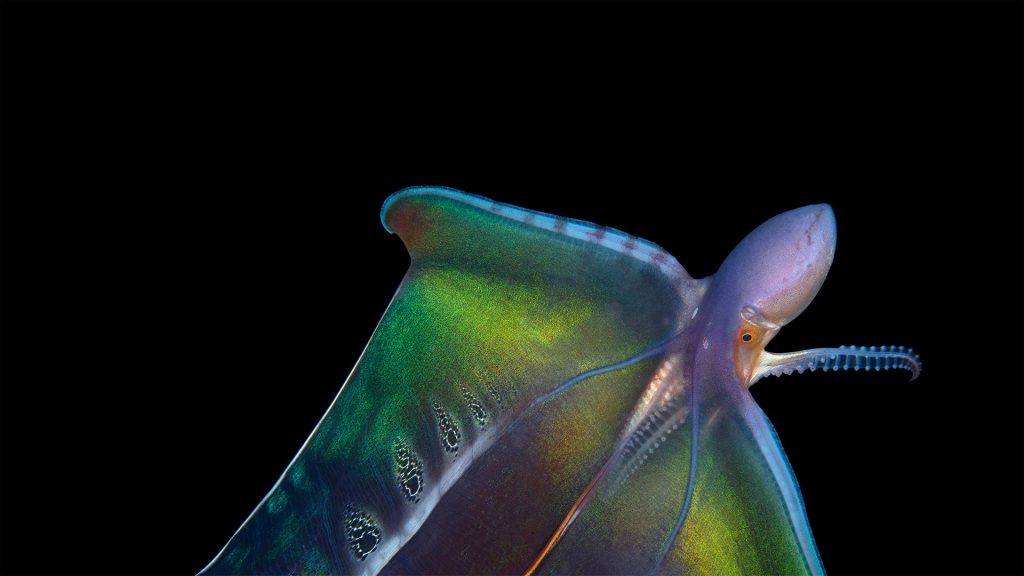 Blanket Octopus