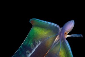 Blanket Octopus