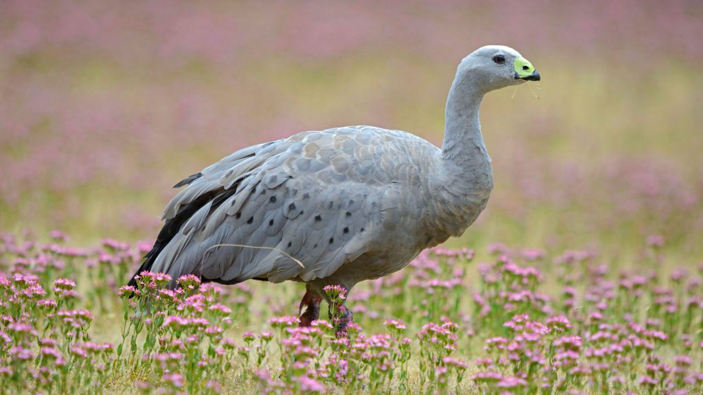 Cape Barren