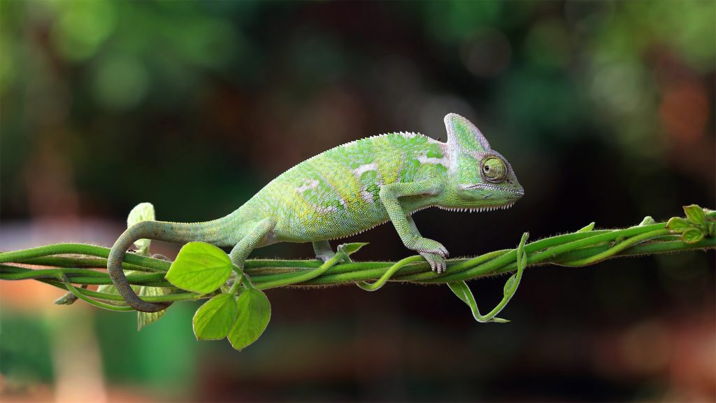 Chameleon Indonesia