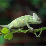 Chameleon Indonesia