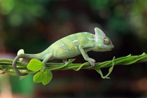 Chameleon Indonesia