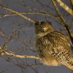 Fish Owl