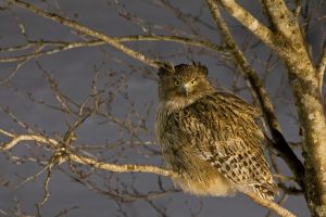 Fish Owl