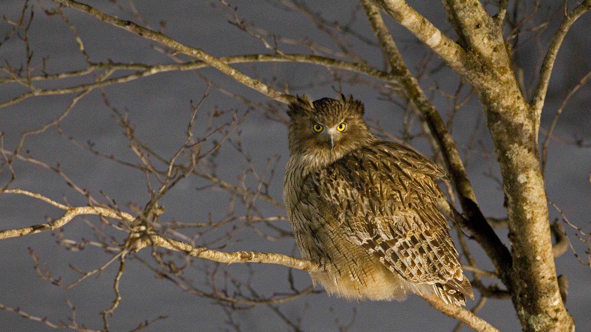 Fish Owl