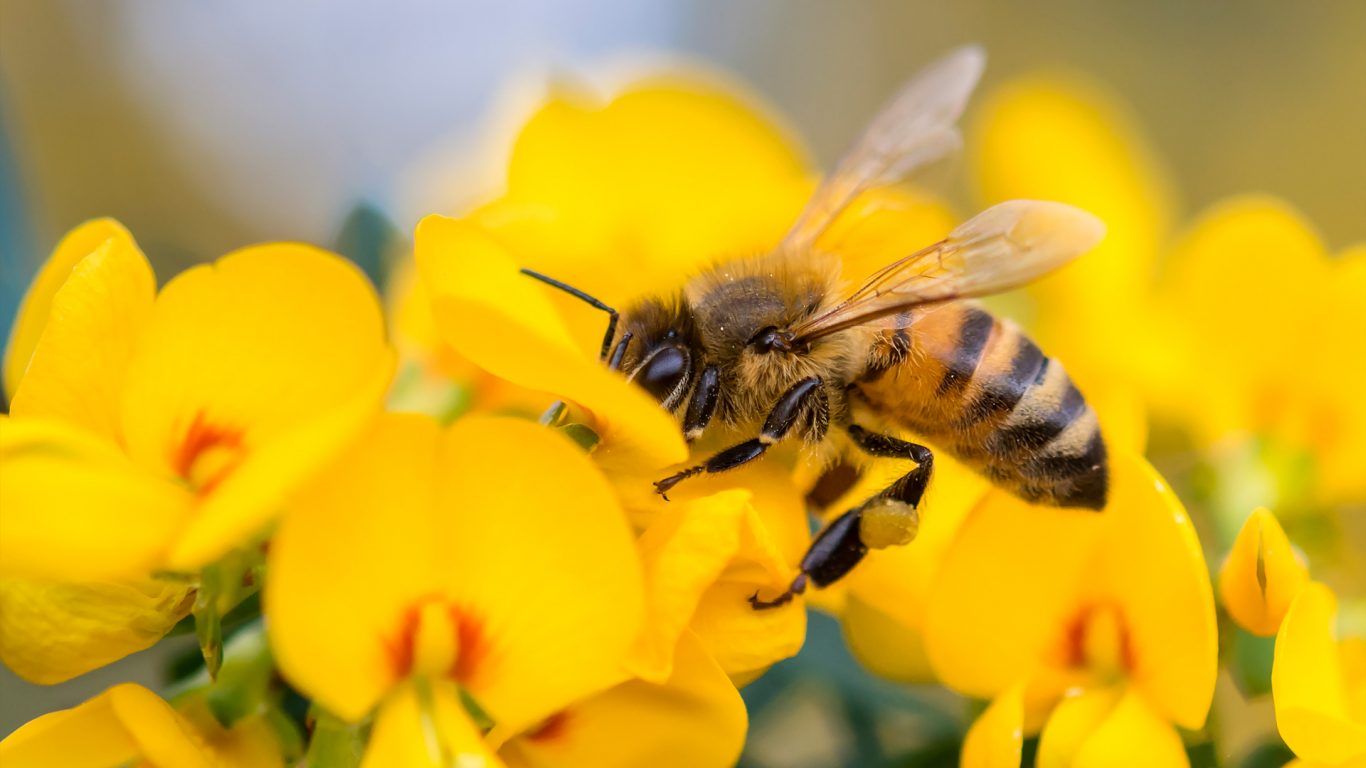 Honey Bee NSW Bing Wallpaper Download Honey Bee NSW Bing Wallpaper Download