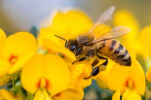 Honey Bee NSW