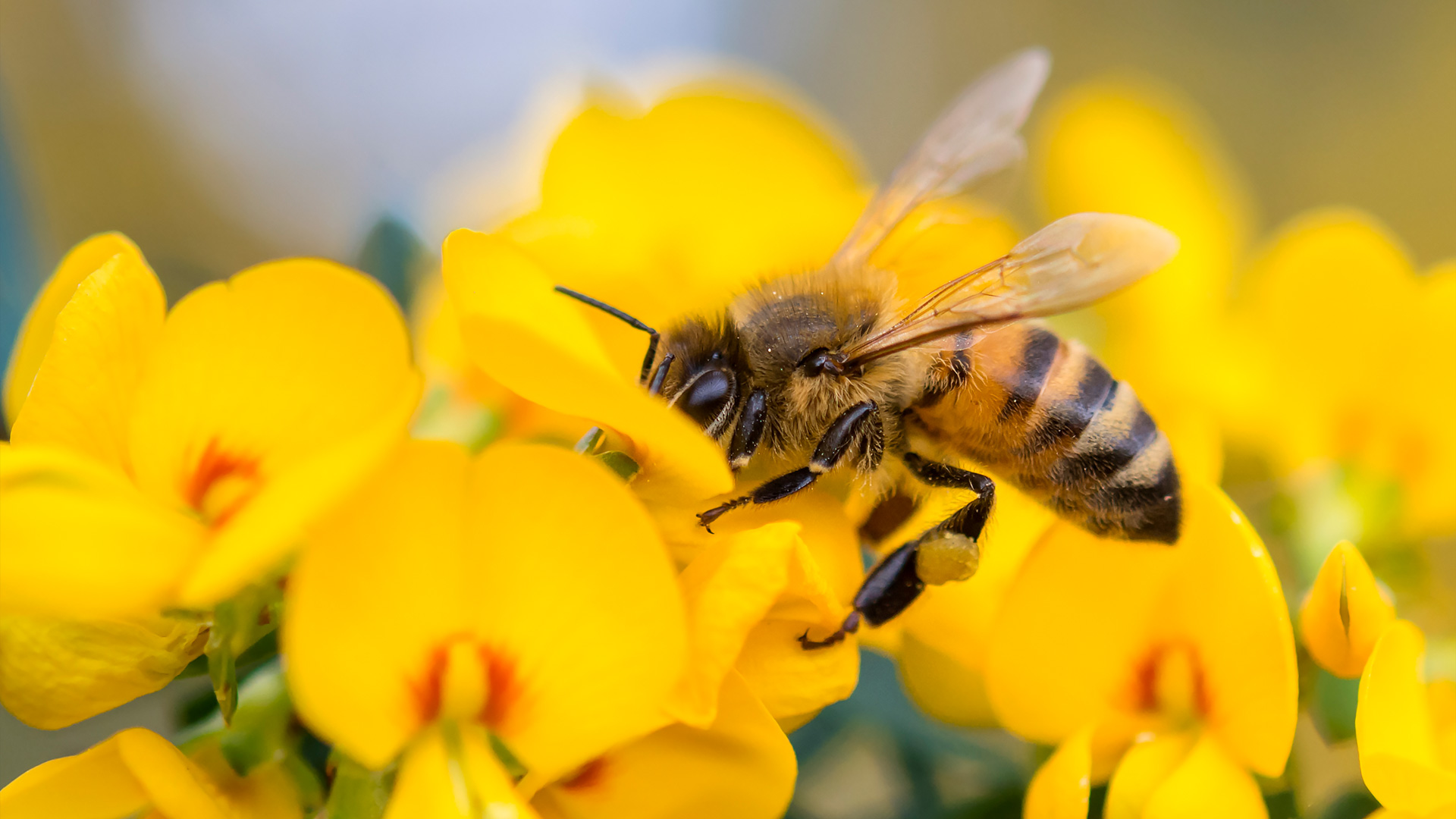 honey bee images free download