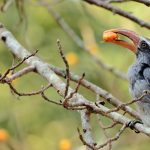 Hornbill India