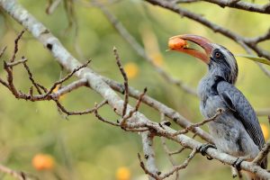 Hornbill India