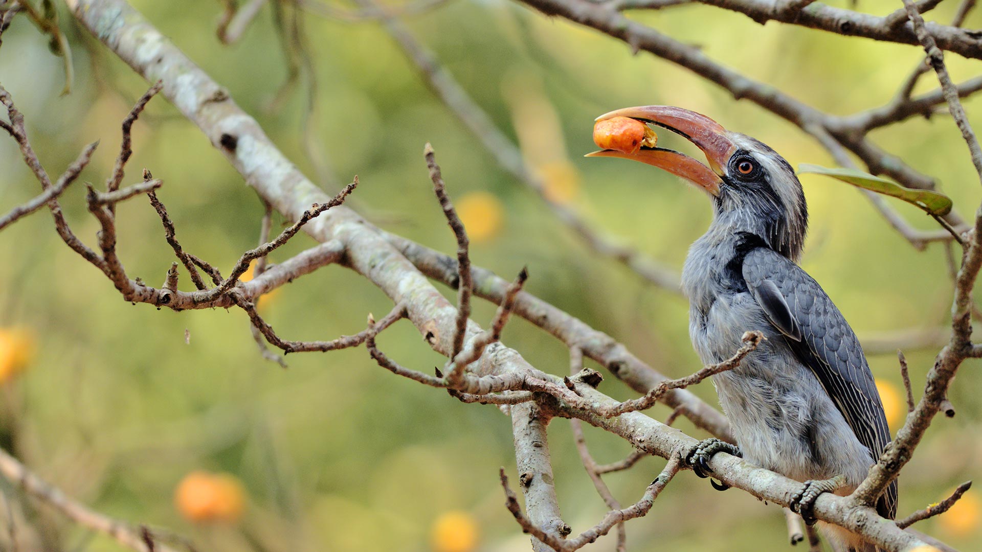 Hornbill India
