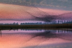 Lauwersmeer NP