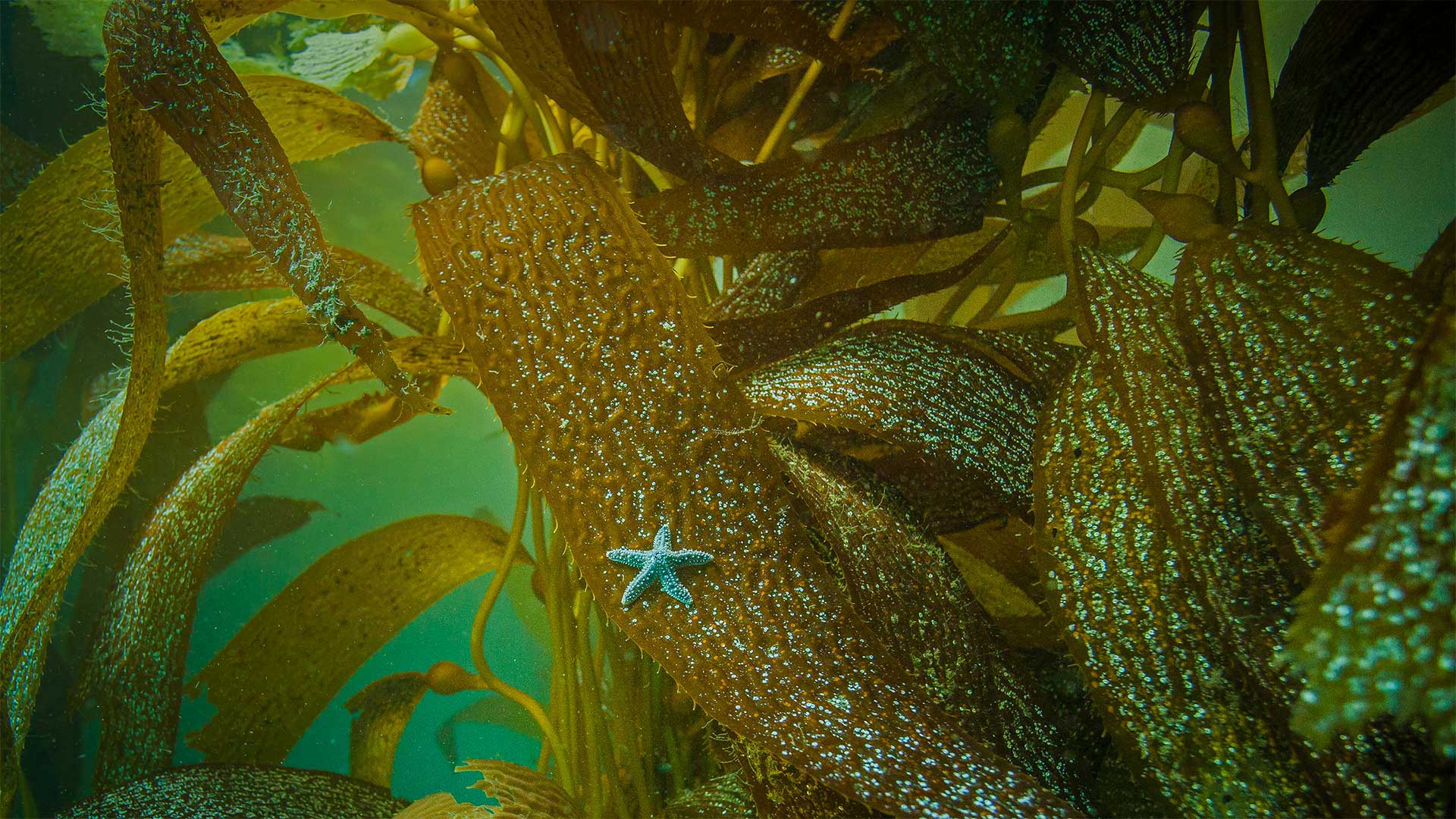 Ochre Sea Star